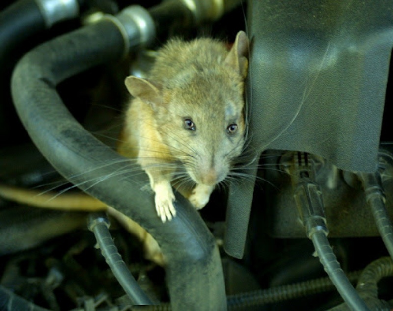 Tác hại của việc chuột chui vào xe oto
